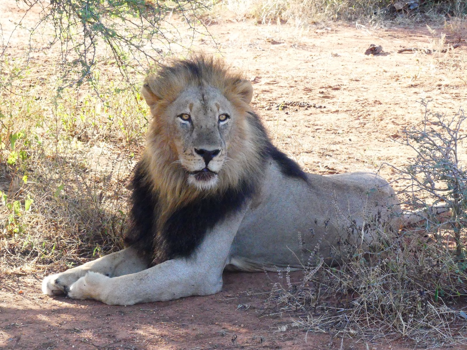 Lion photographed in Kenya